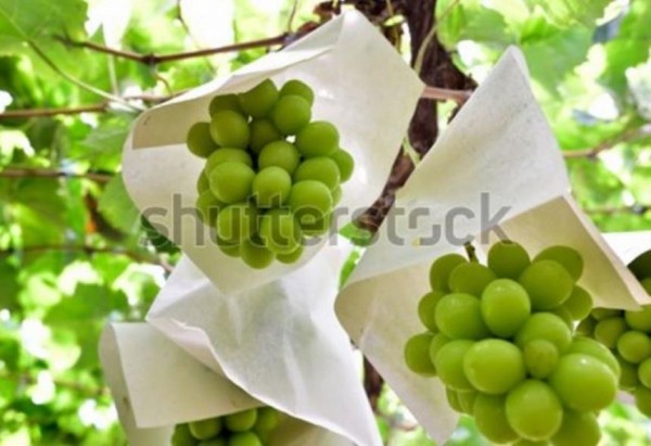 24db6ef57faffb7da8d5fe8c75180c0c_1548216367_75.jpg