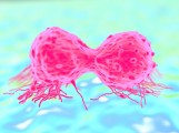 획기적 면역요법으로 HER2 …